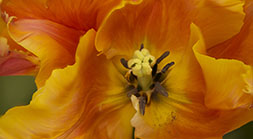 Orange Parrot Tulip